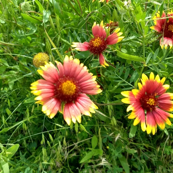 Meet your Posher, Alexis - Picture 1 of 1